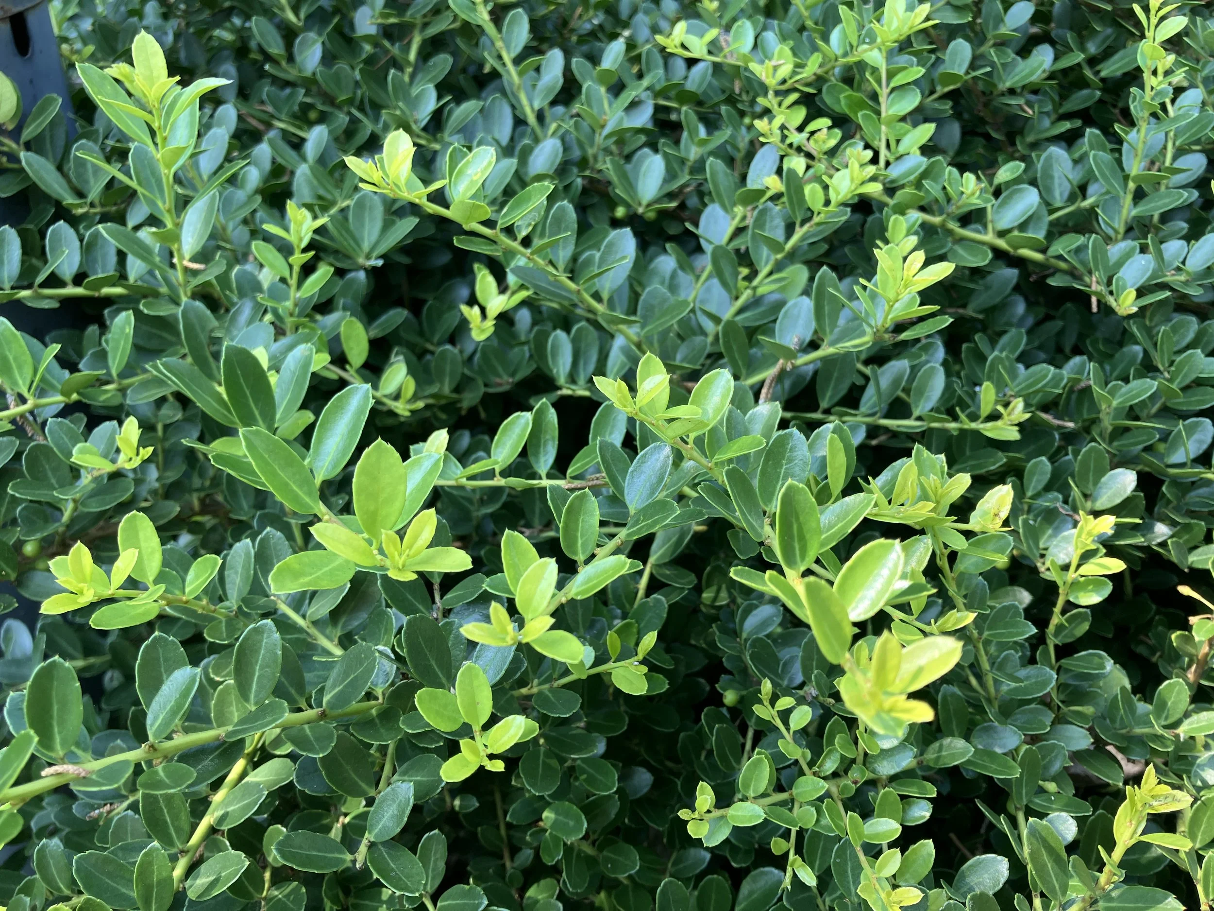 Newport's Horticultural History: Heller's Japanese Holly — Newport